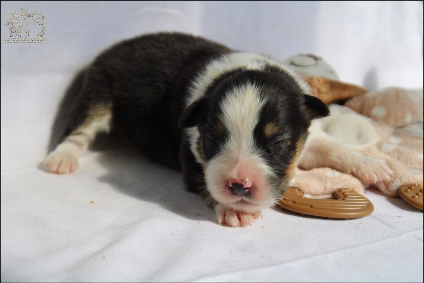 De Sol Del Norte - Chiots disponibles - Berger Australien
