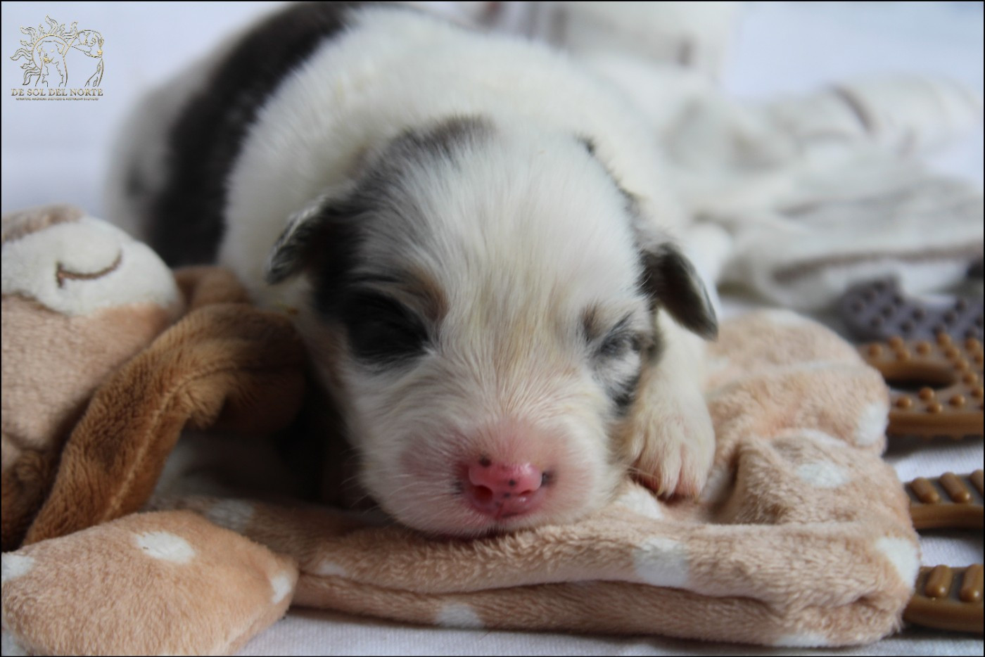 De Sol Del Norte - Chiots disponibles - Berger Australien