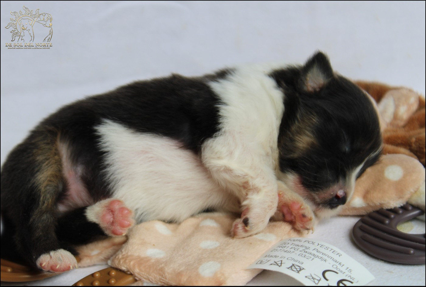 De Sol Del Norte - Chiots disponibles - Berger Australien