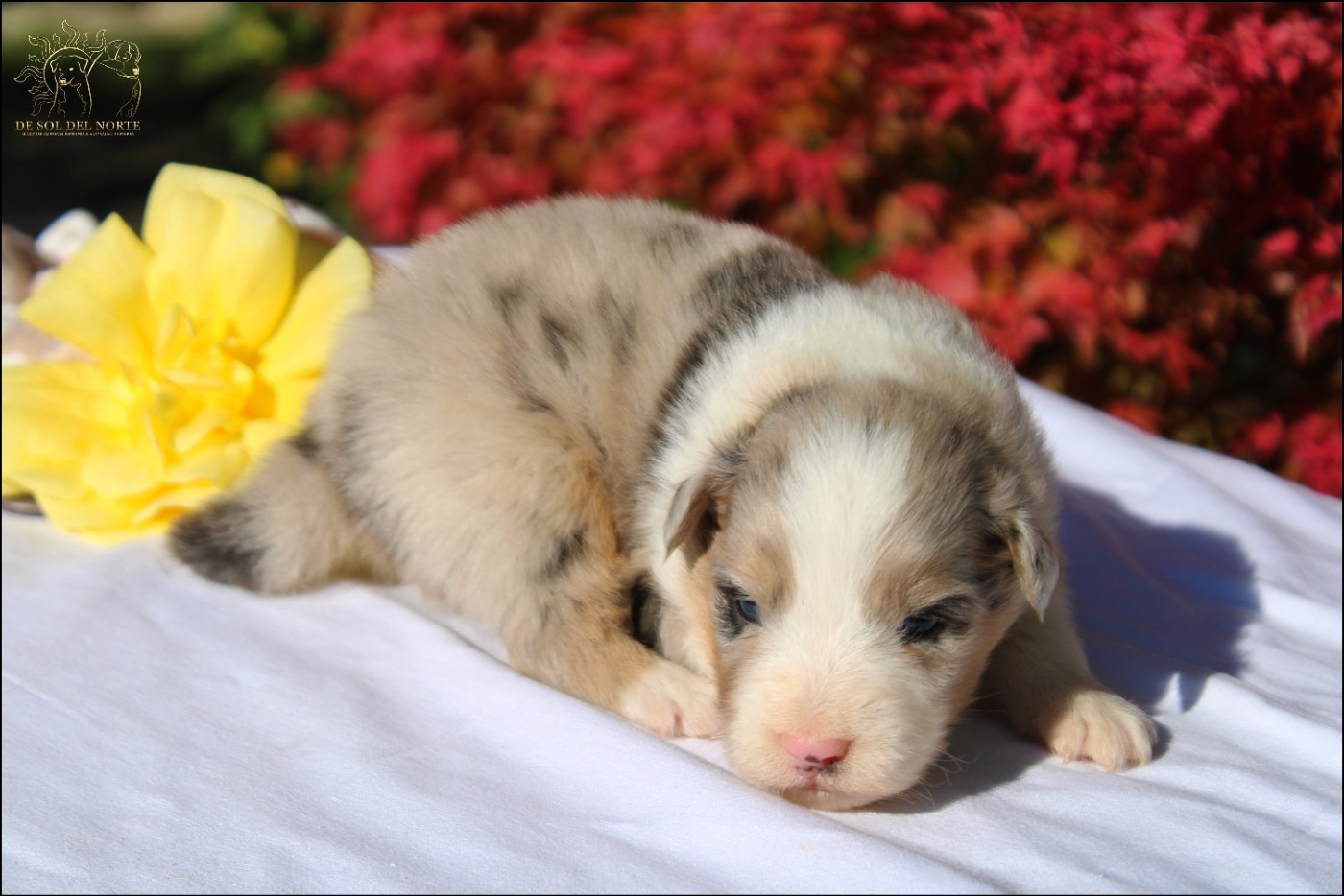 De Sol Del Norte - Chiots disponibles - Berger Australien