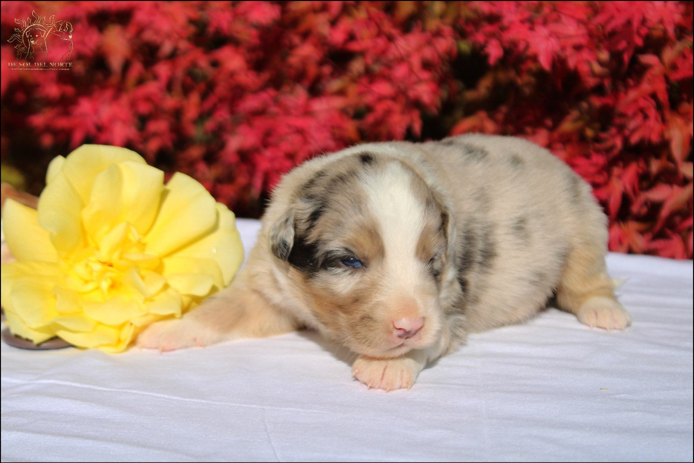 De Sol Del Norte - Chiots disponibles - Berger Australien