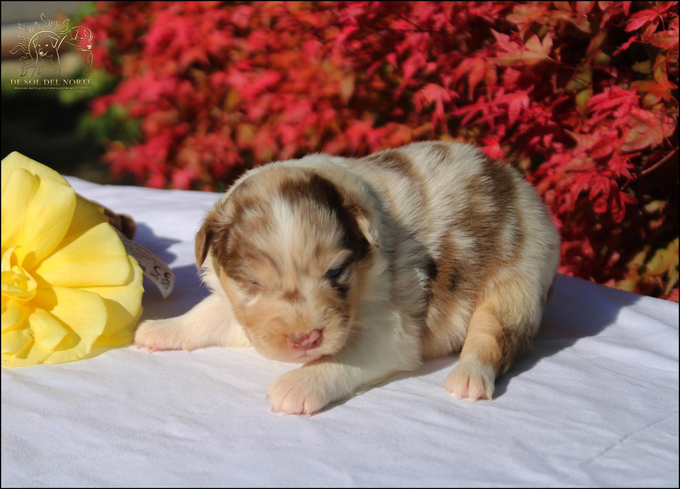 De Sol Del Norte - Chiots disponibles - Berger Australien