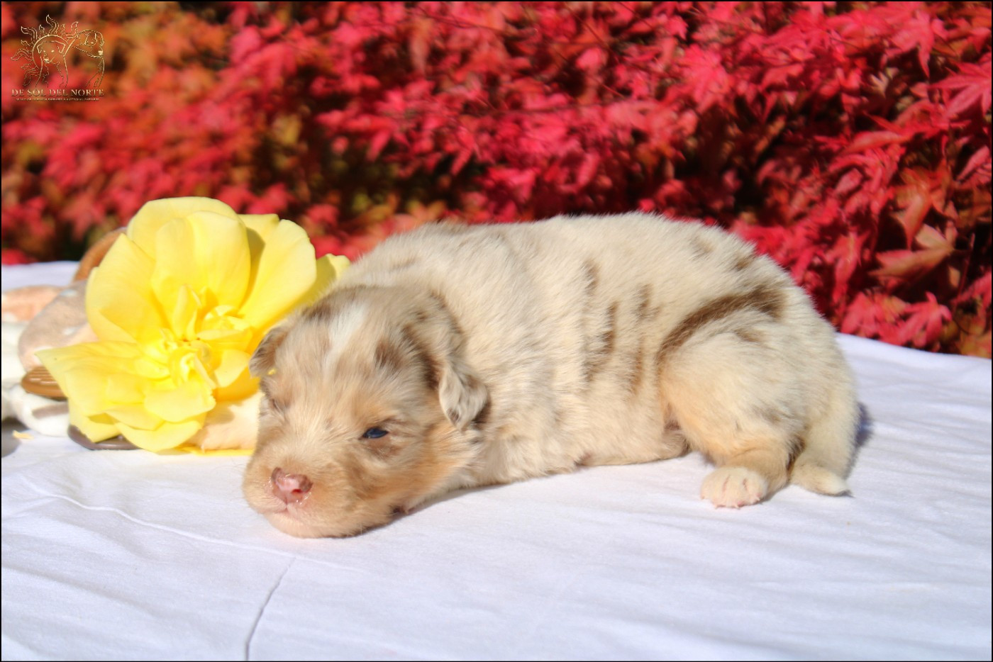 De Sol Del Norte - Chiots disponibles - Berger Australien