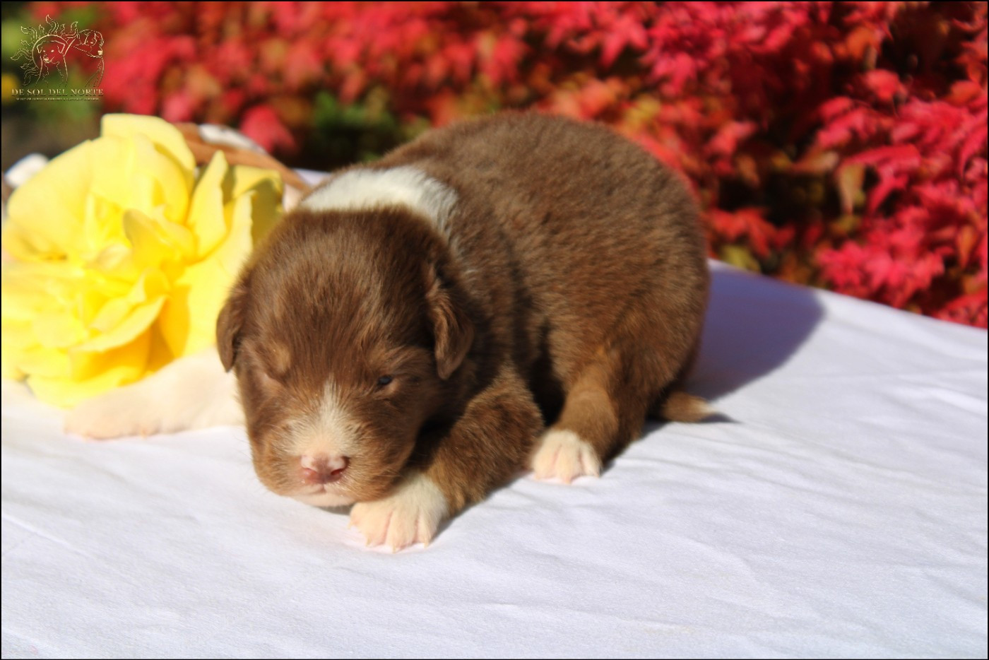 Chiot Berger Australien De Sol Del Norte