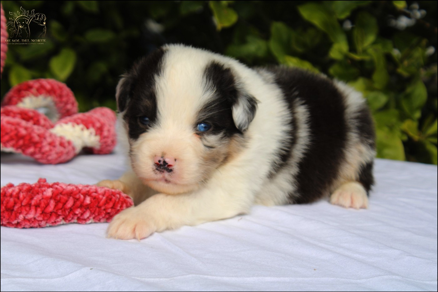 De Sol Del Norte - Chiots disponibles - Berger Australien