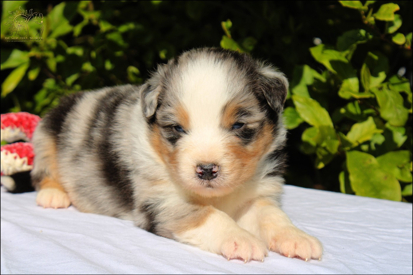 De Sol Del Norte - Chiots disponibles - Berger Australien