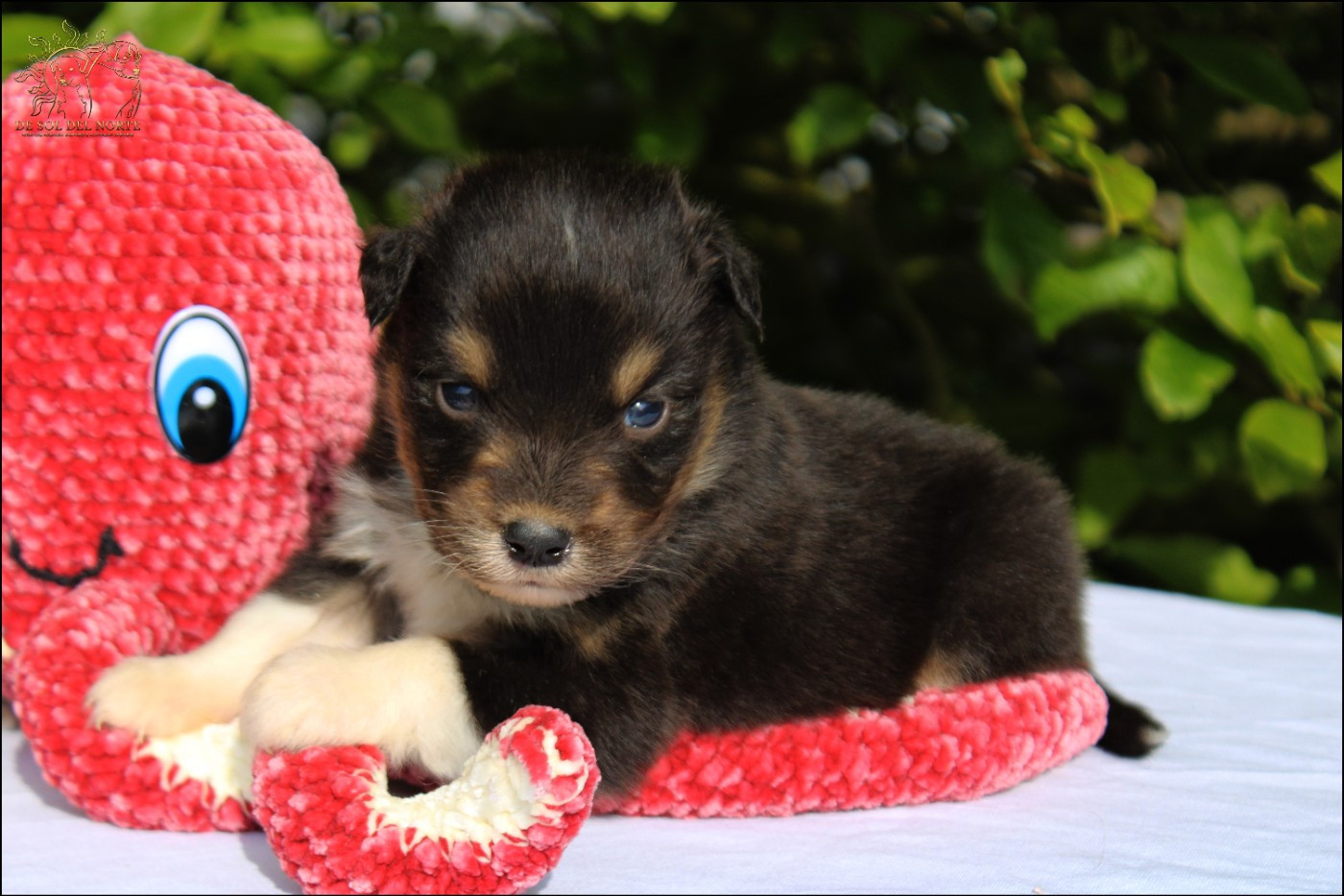 De Sol Del Norte - Chiots disponibles - Berger Australien
