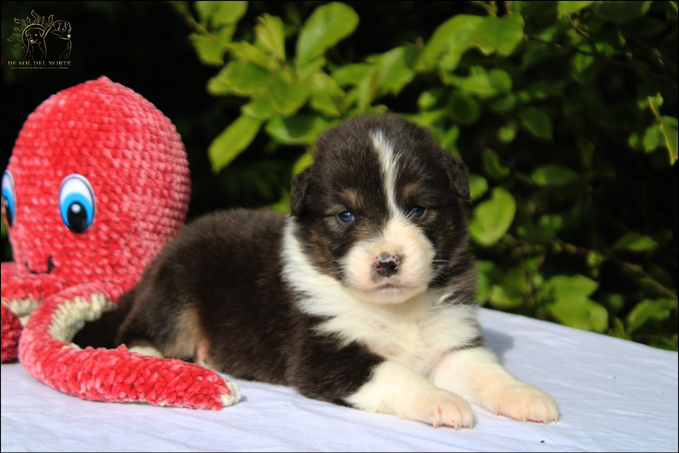 De Sol Del Norte - Chiots disponibles - Berger Australien