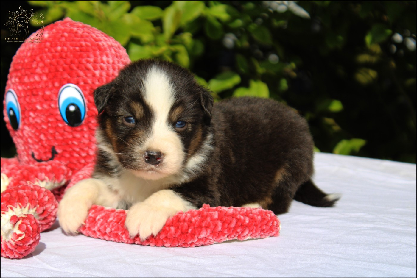 De Sol Del Norte - Chiots disponibles - Berger Australien
