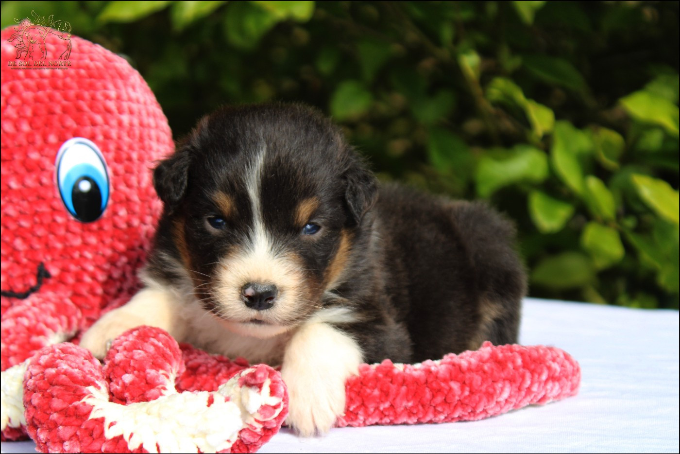 De Sol Del Norte - Chiots disponibles - Berger Australien
