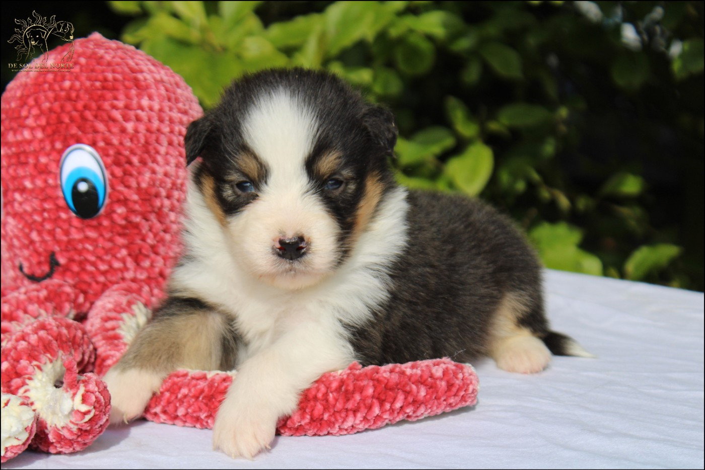 De Sol Del Norte - Chiots disponibles - Berger Australien