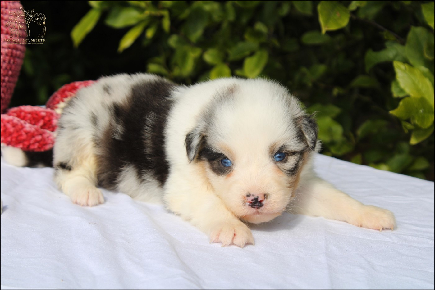 De Sol Del Norte - Chiots disponibles - Berger Australien