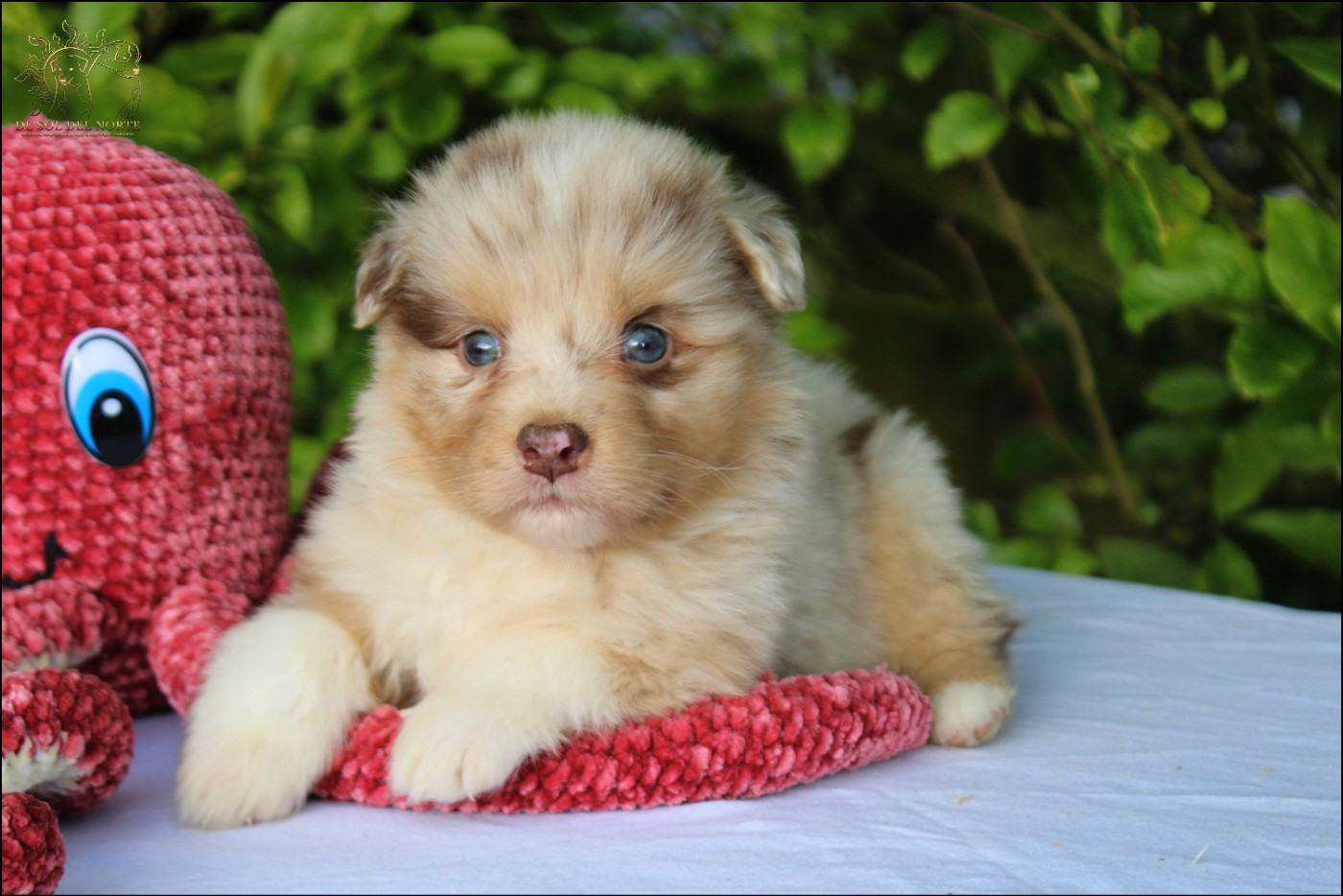 De Sol Del Norte - Chiots disponibles - Berger Australien
