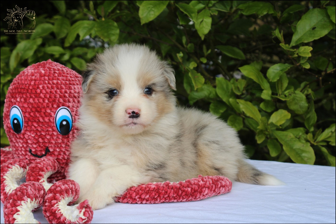 De Sol Del Norte - Chiots disponibles - Berger Australien
