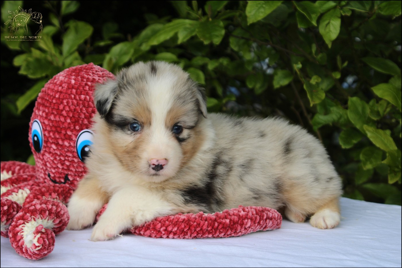 De Sol Del Norte - Chiots disponibles - Berger Australien