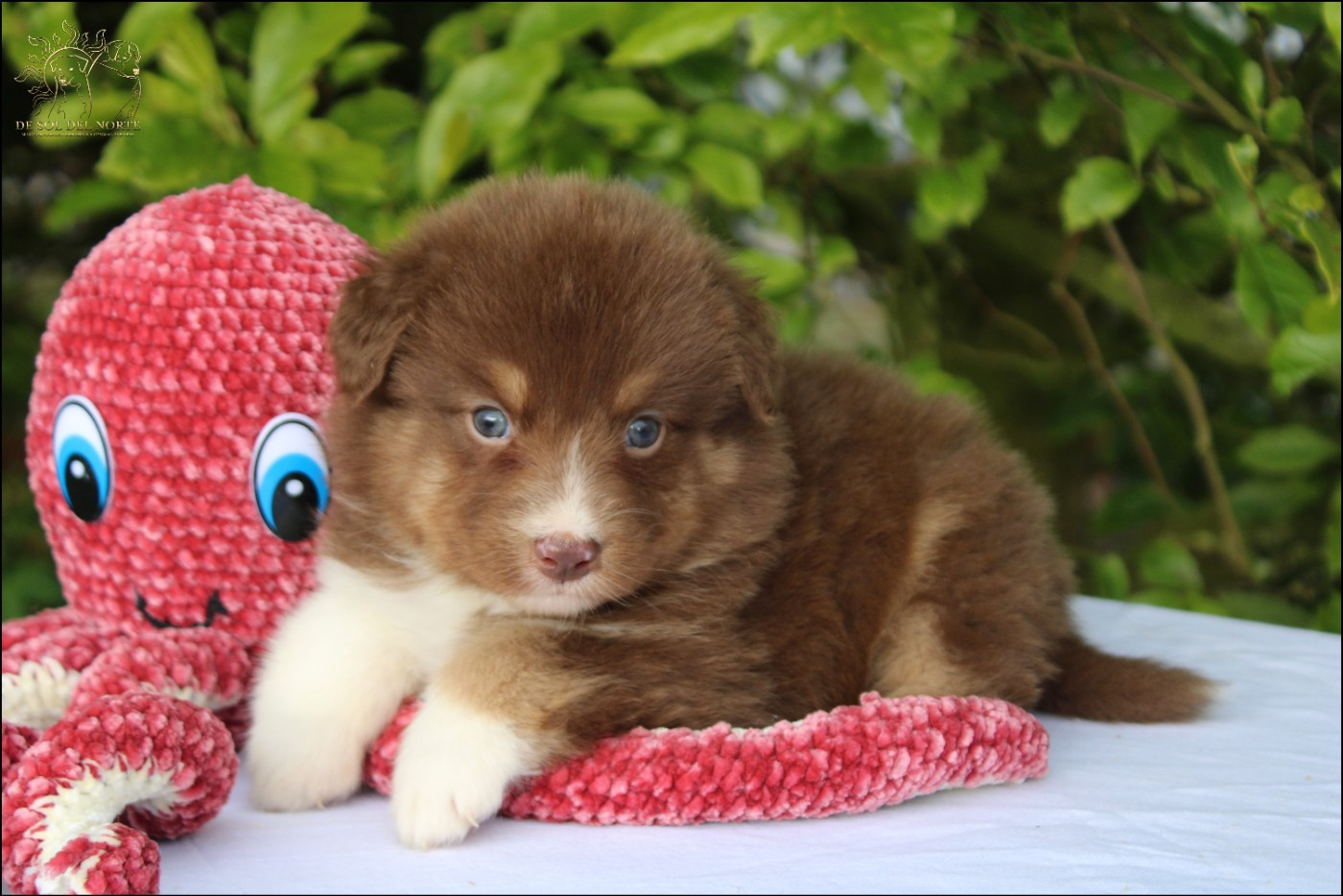 De Sol Del Norte - Chiots disponibles - Berger Australien