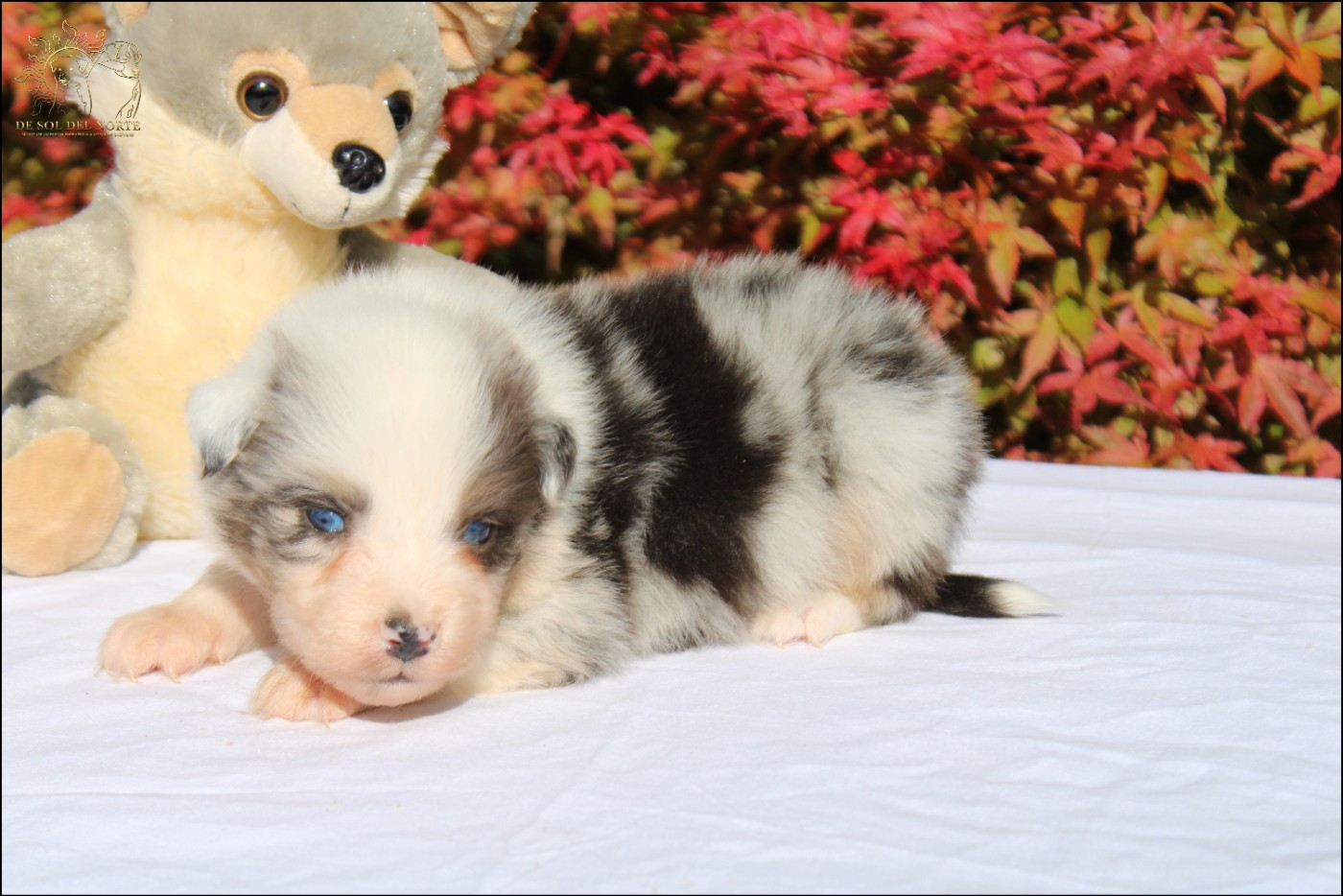 De Sol Del Norte - Chiots disponibles - Berger Australien