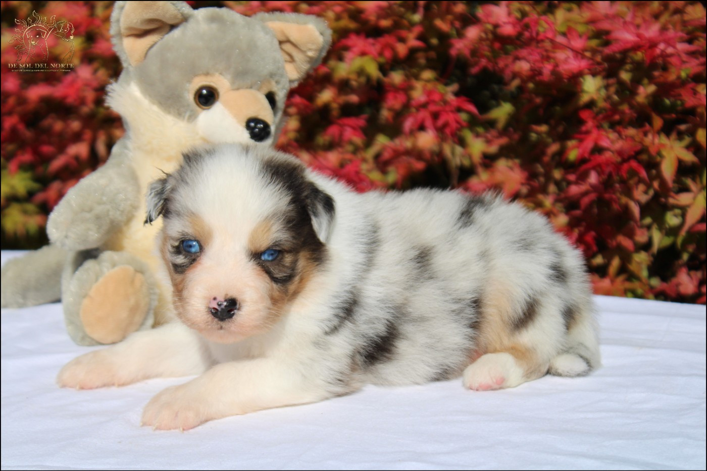 De Sol Del Norte - Chiots disponibles - Berger Australien