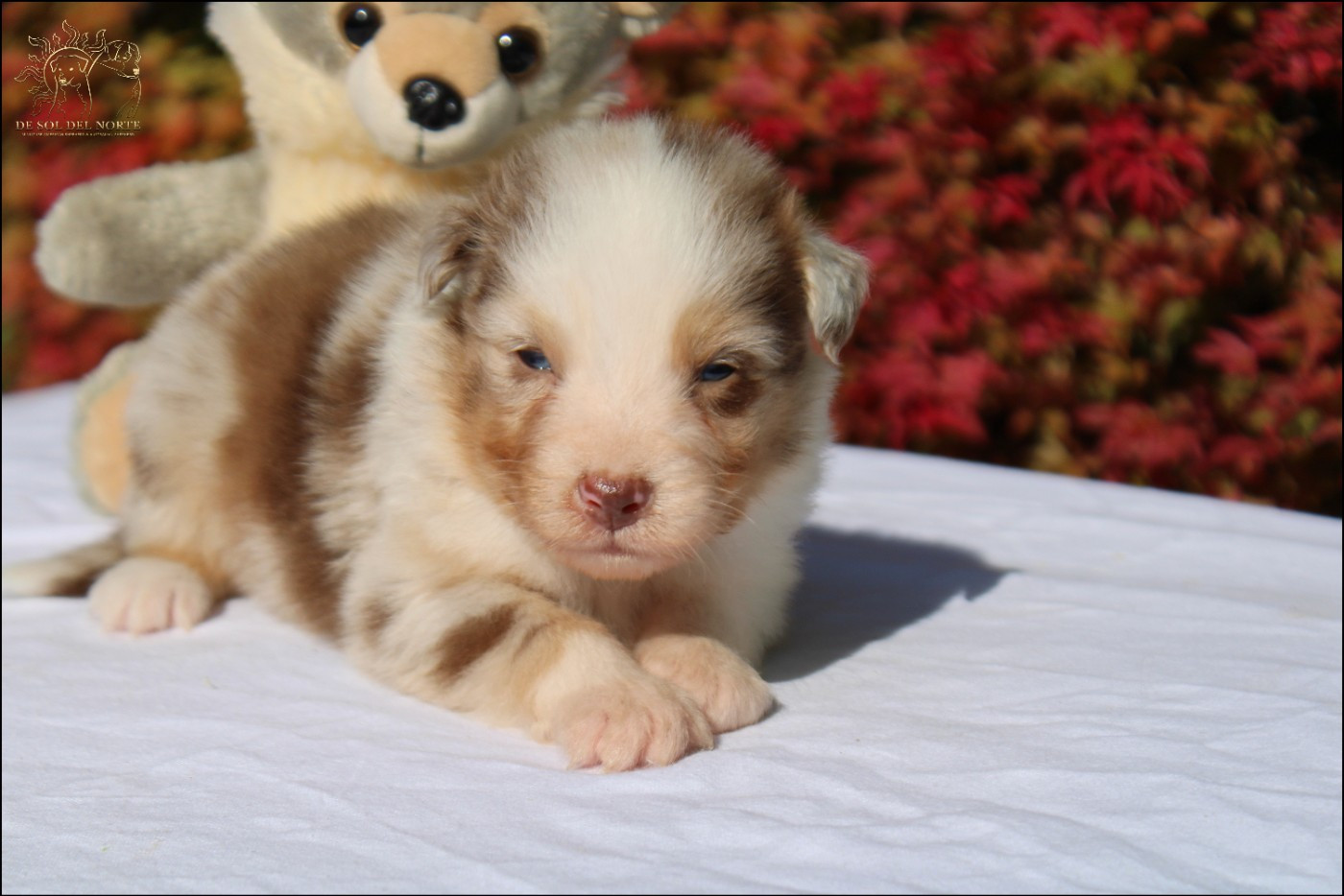 De Sol Del Norte - Chiots disponibles - Berger Australien