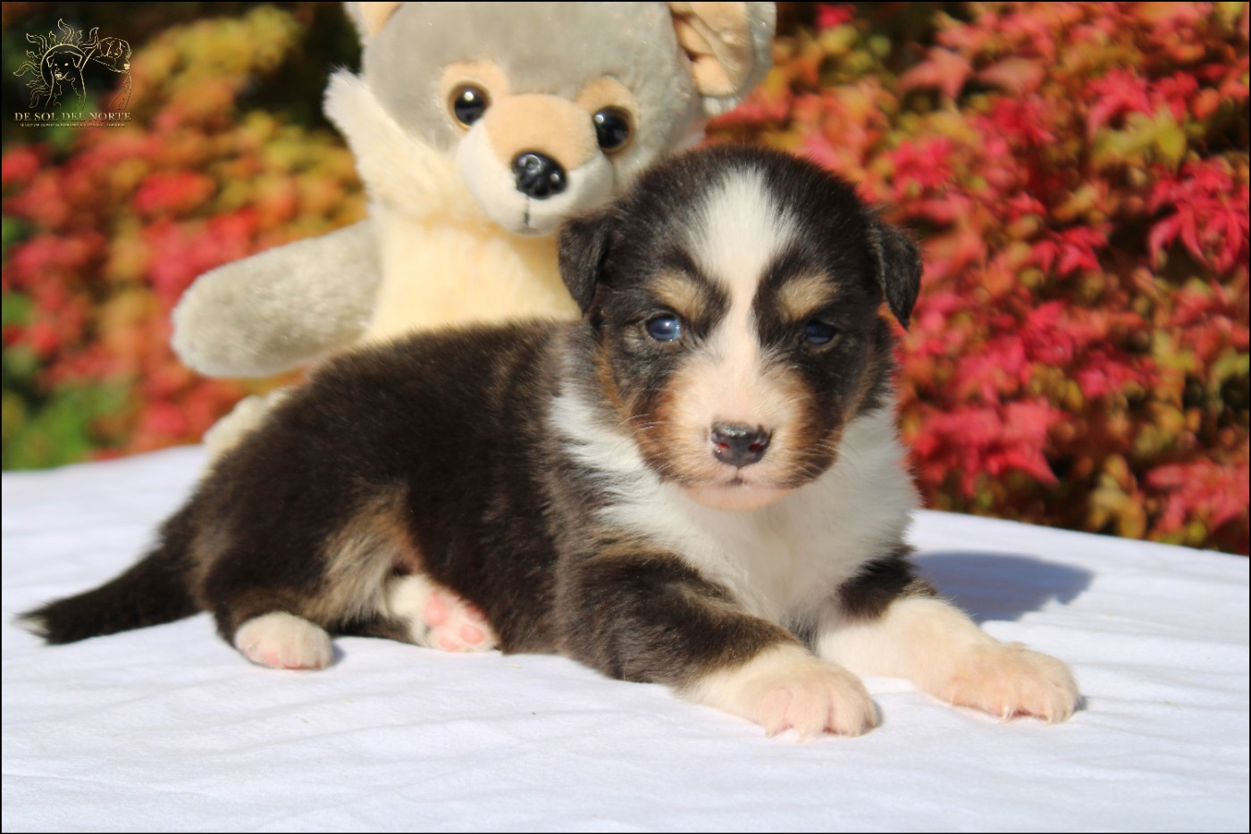 De Sol Del Norte - Chiots disponibles - Berger Australien