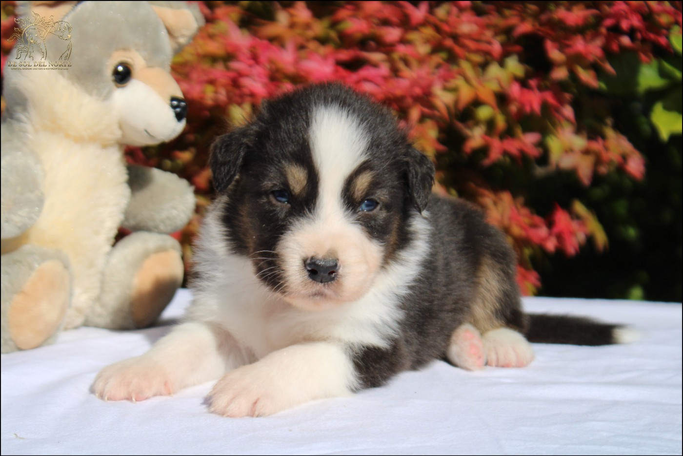 De Sol Del Norte - Chiots disponibles - Berger Australien