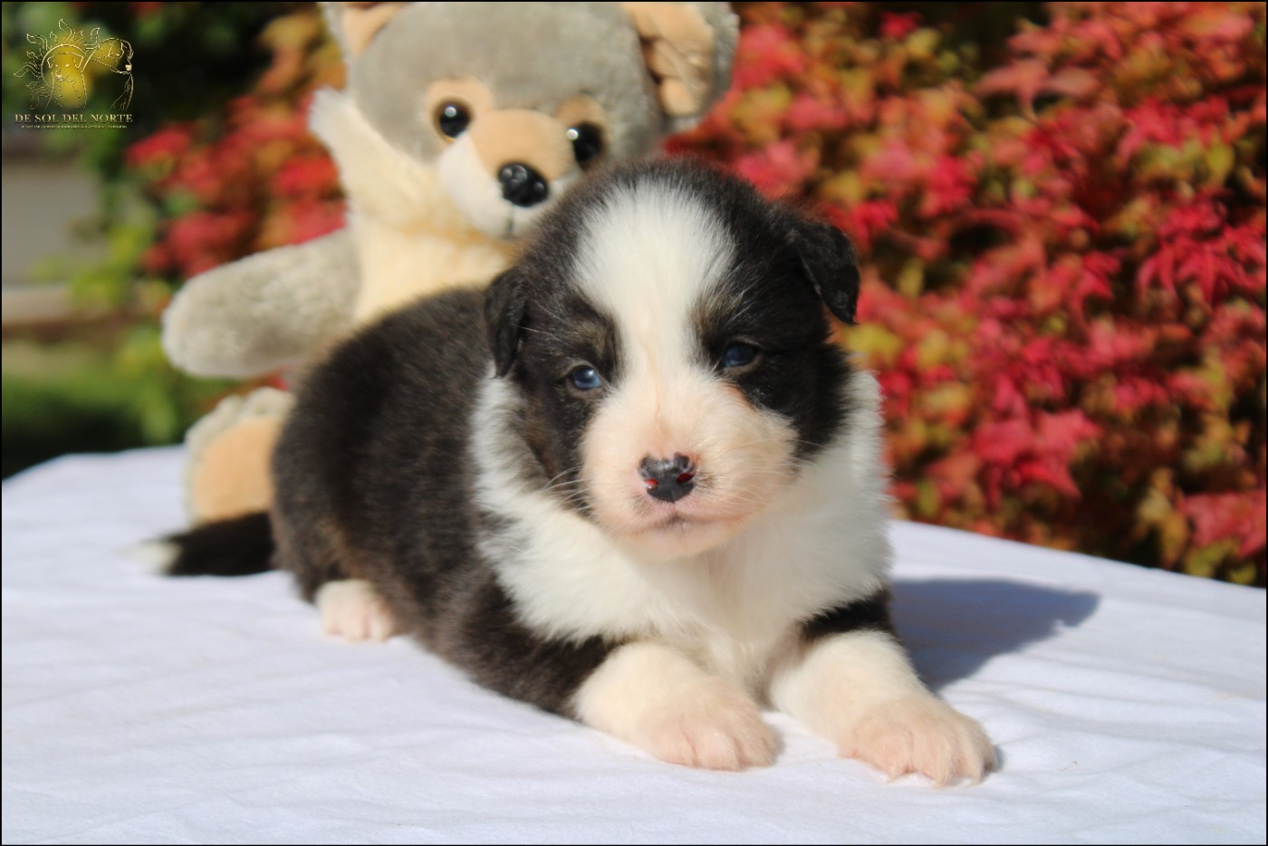 De Sol Del Norte - Chiots disponibles - Berger Australien
