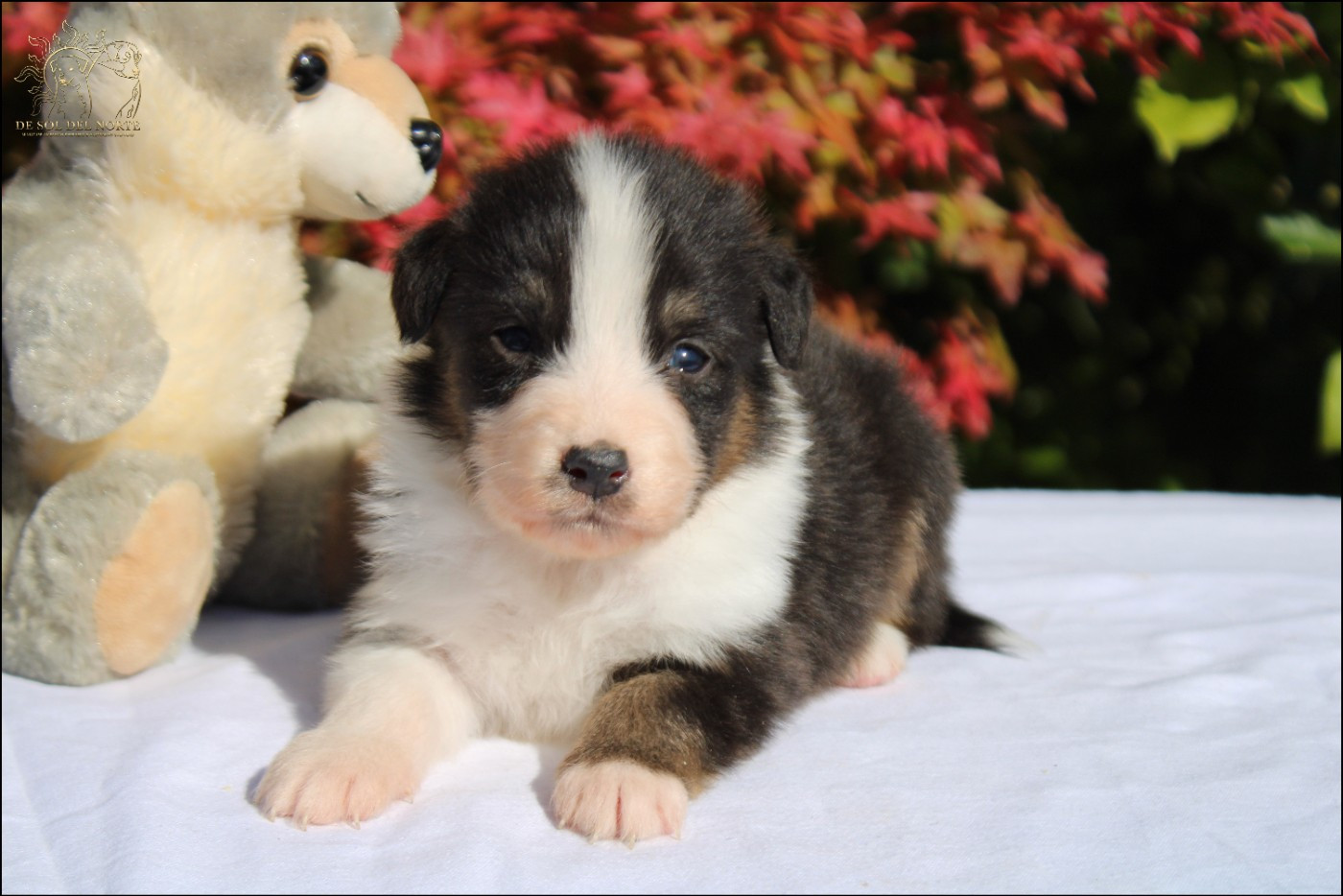 De Sol Del Norte - Chiots disponibles - Berger Australien