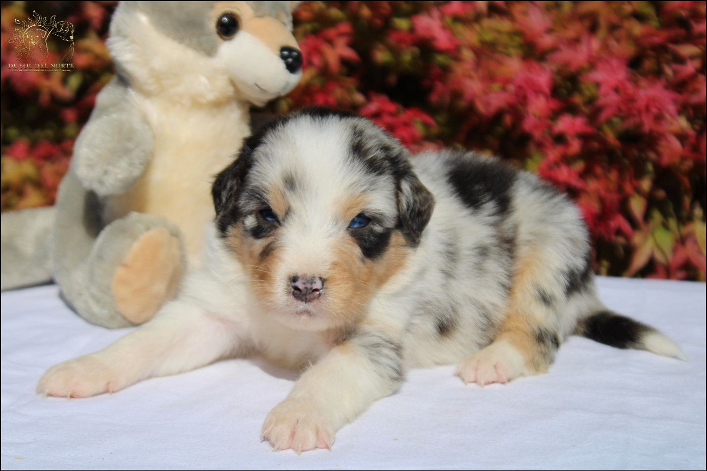 De Sol Del Norte - Chiots disponibles - Berger Australien