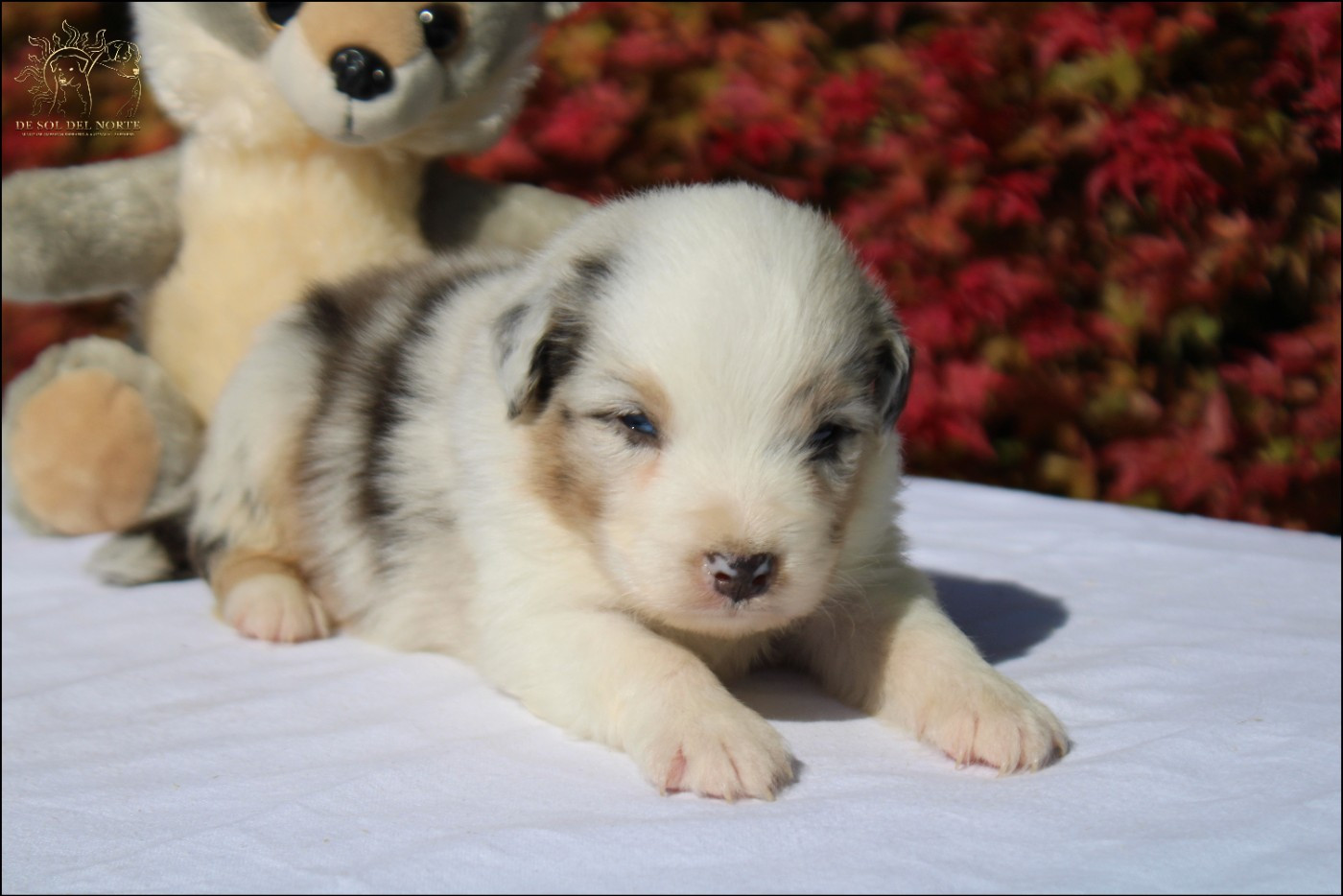 De Sol Del Norte - Chiots disponibles - Berger Australien