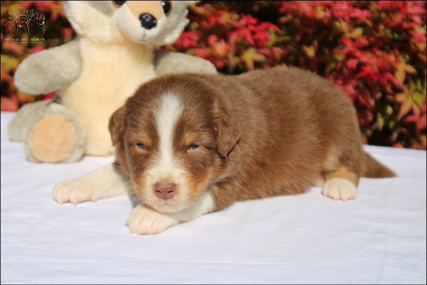De Sol Del Norte - Chiots disponibles - Berger Australien
