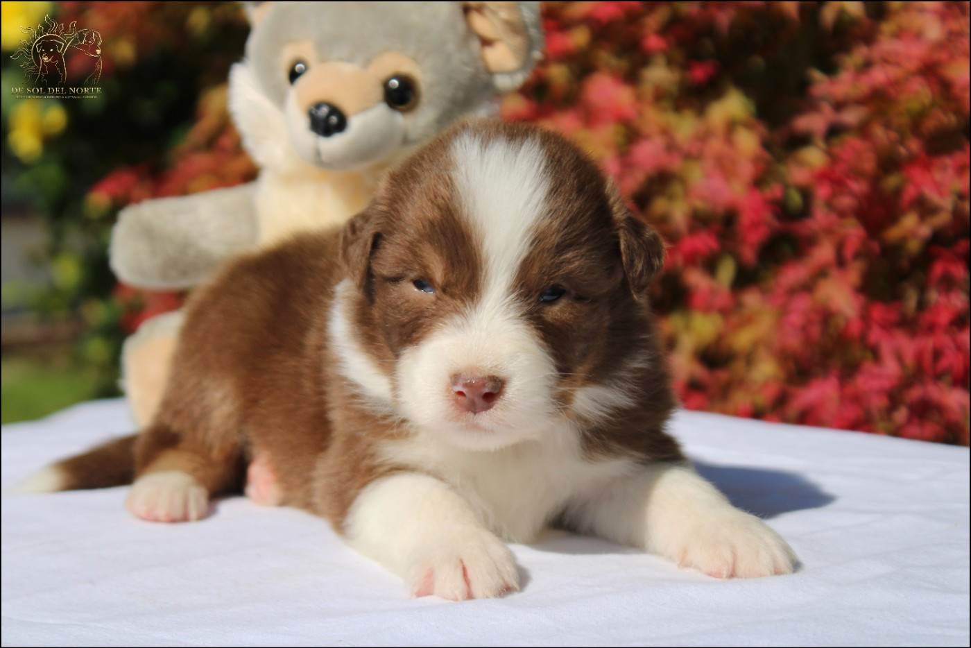 De Sol Del Norte - Chiots disponibles - Berger Australien