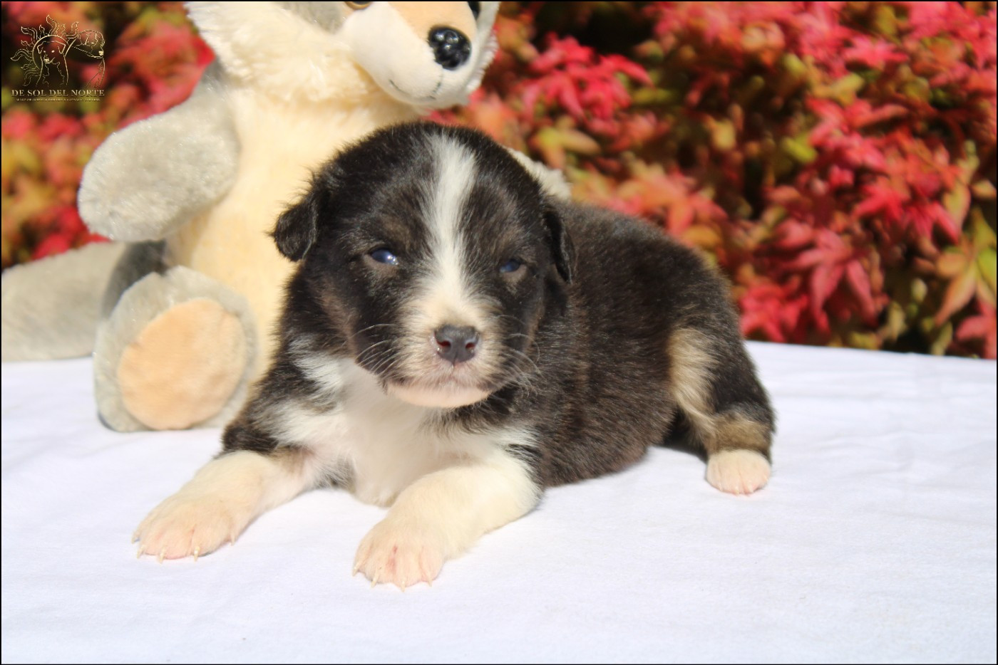 De Sol Del Norte - Chiots disponibles - Berger Australien