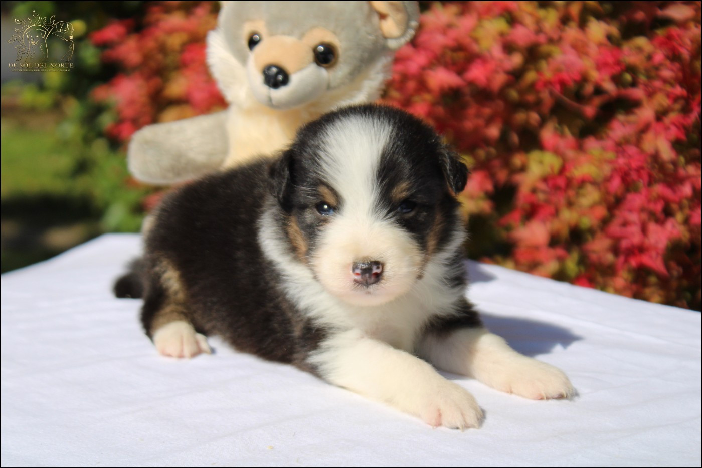 De Sol Del Norte - Chiots disponibles - Berger Australien