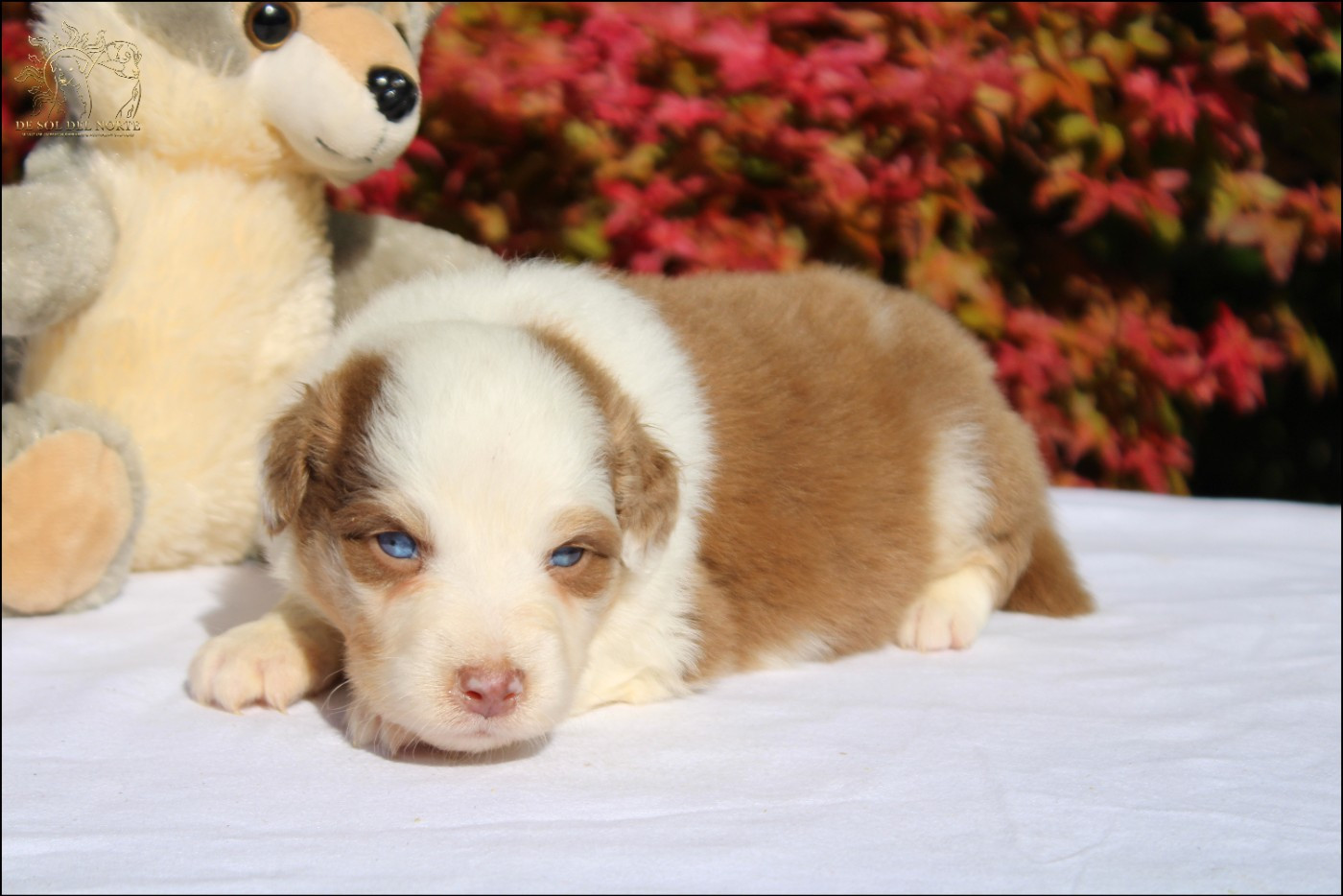 De Sol Del Norte - Chiots disponibles - Berger Australien