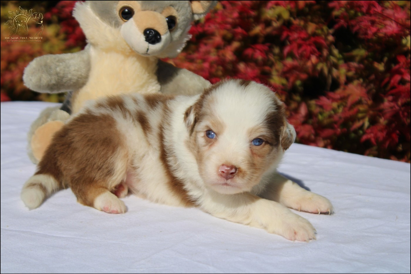 De Sol Del Norte - Chiots disponibles - Berger Australien