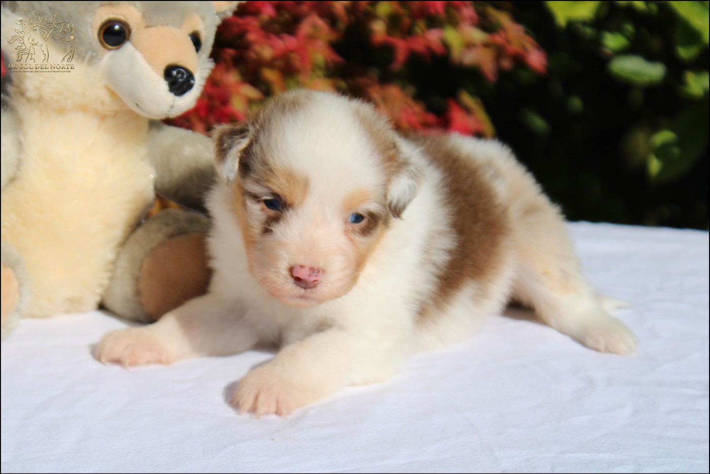 De Sol Del Norte - Chiots disponibles - Berger Australien