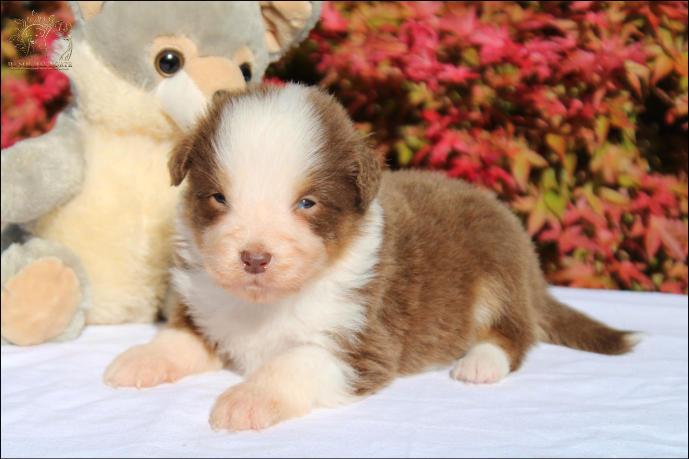 De Sol Del Norte - Chiots disponibles - Berger Australien