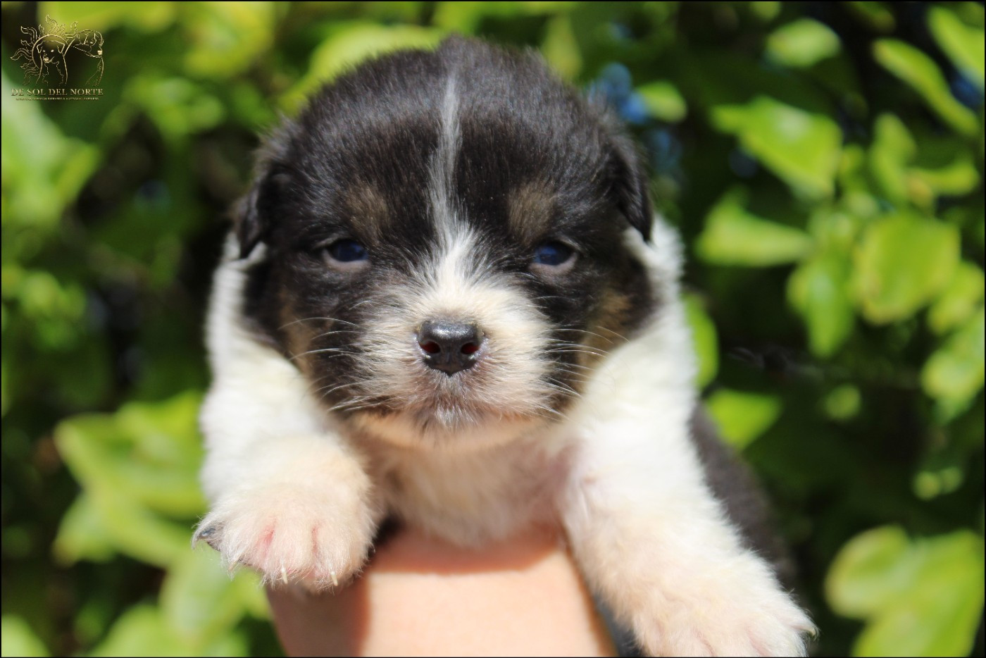 De Sol Del Norte - Chiots disponibles - Berger Australien