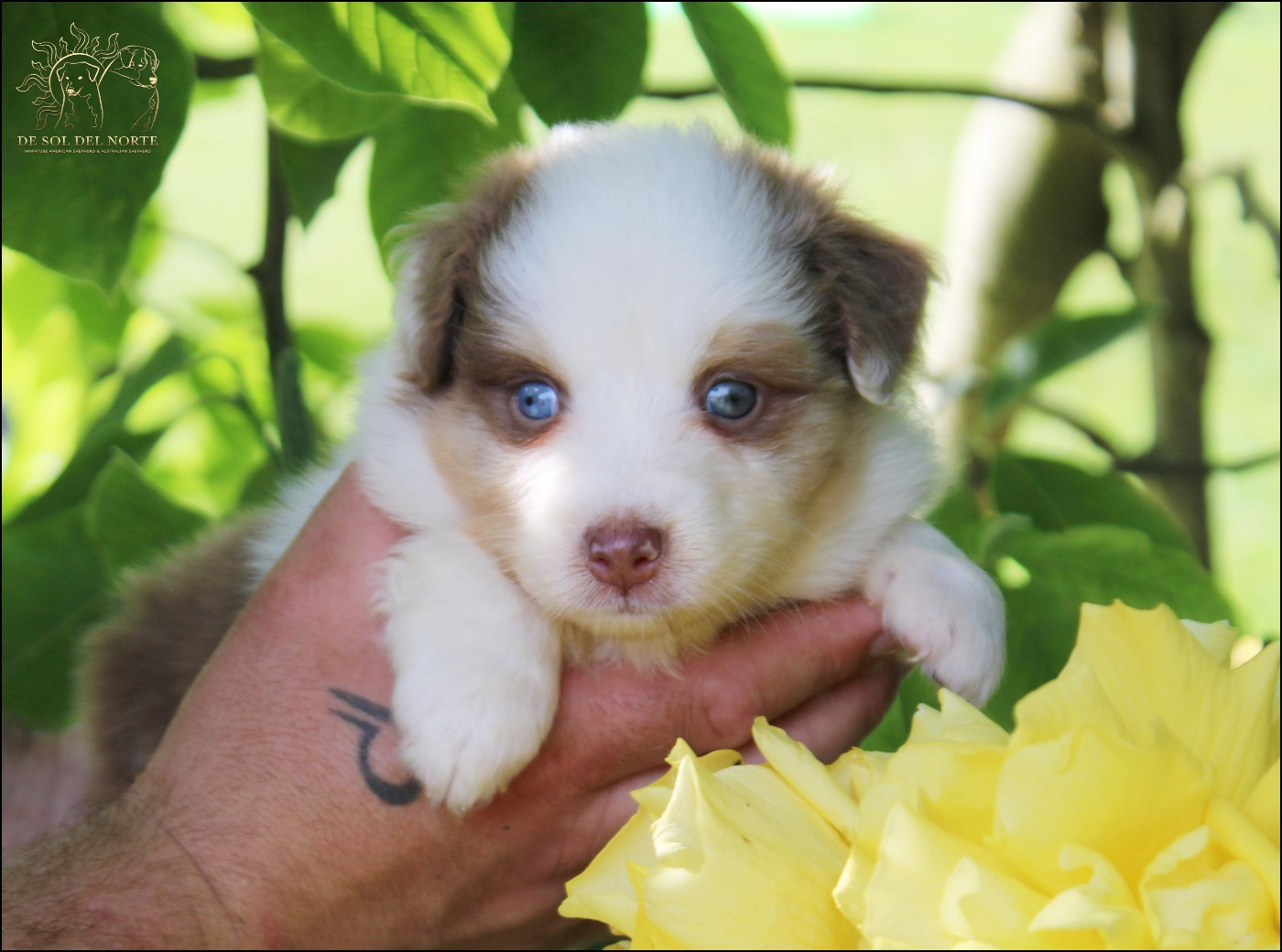 De Sol Del Norte - Chiots disponibles - Berger Australien