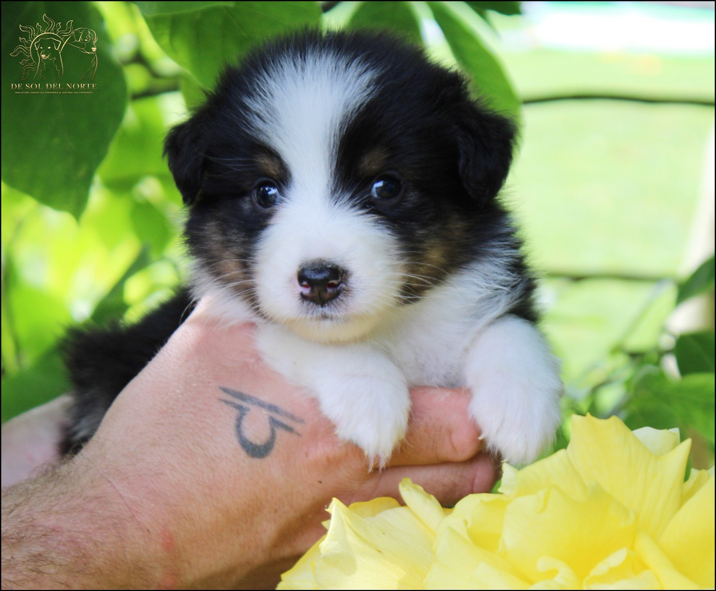 De Sol Del Norte - Chiots disponibles - Berger Australien