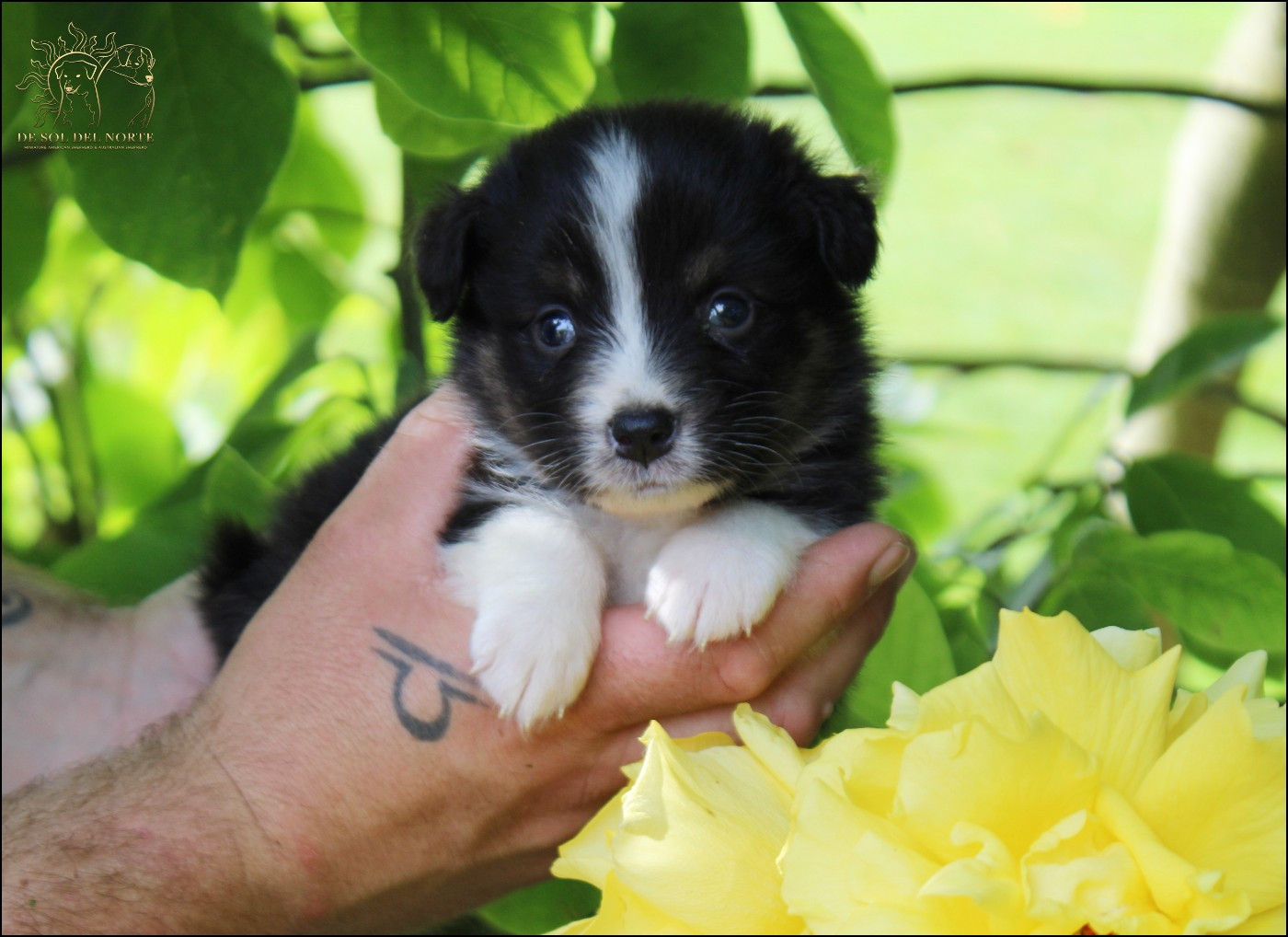 De Sol Del Norte - Chiots disponibles - Berger Australien