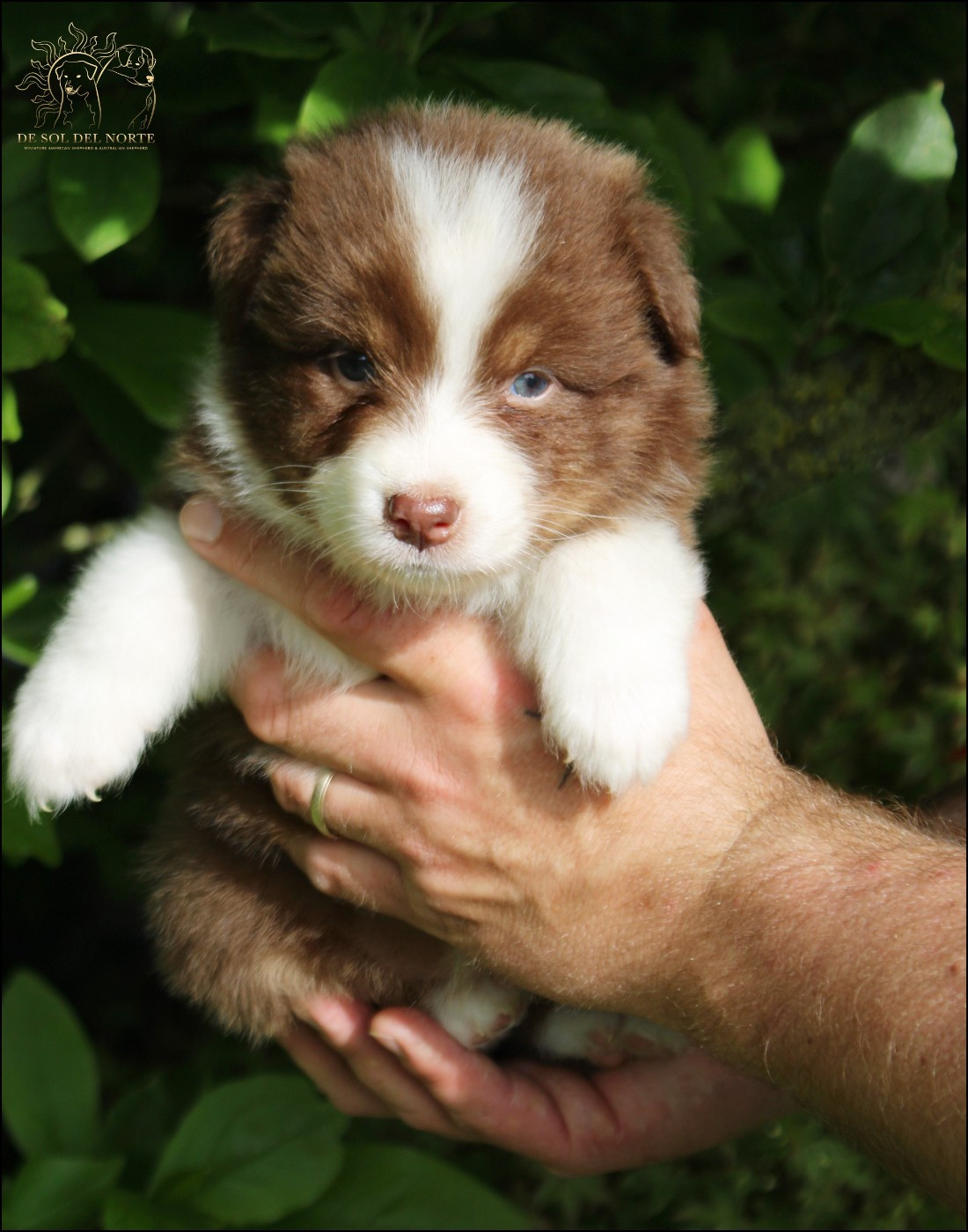 De Sol Del Norte - Chiots disponibles - Berger Australien