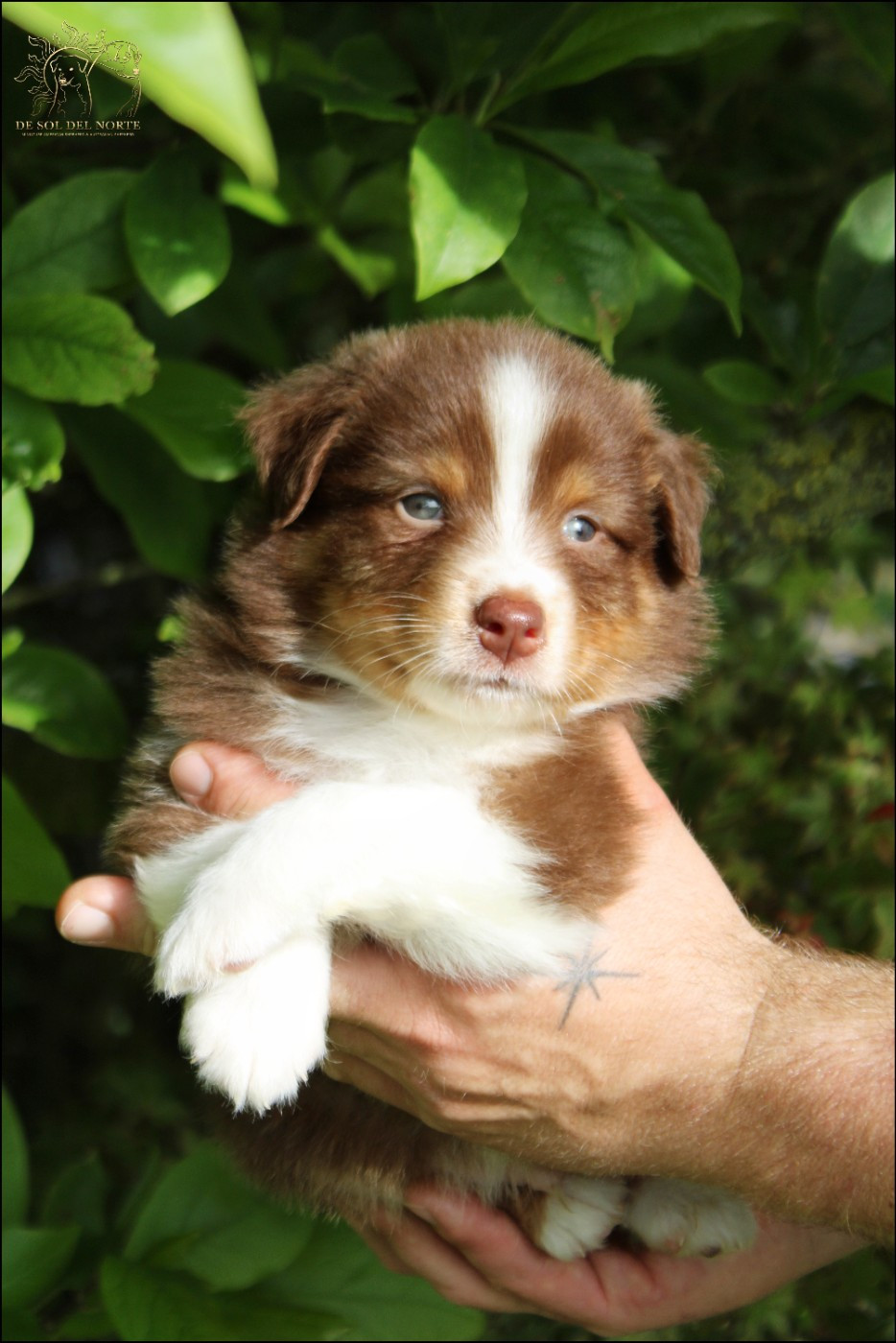 De Sol Del Norte - Chiots disponibles - Berger Australien
