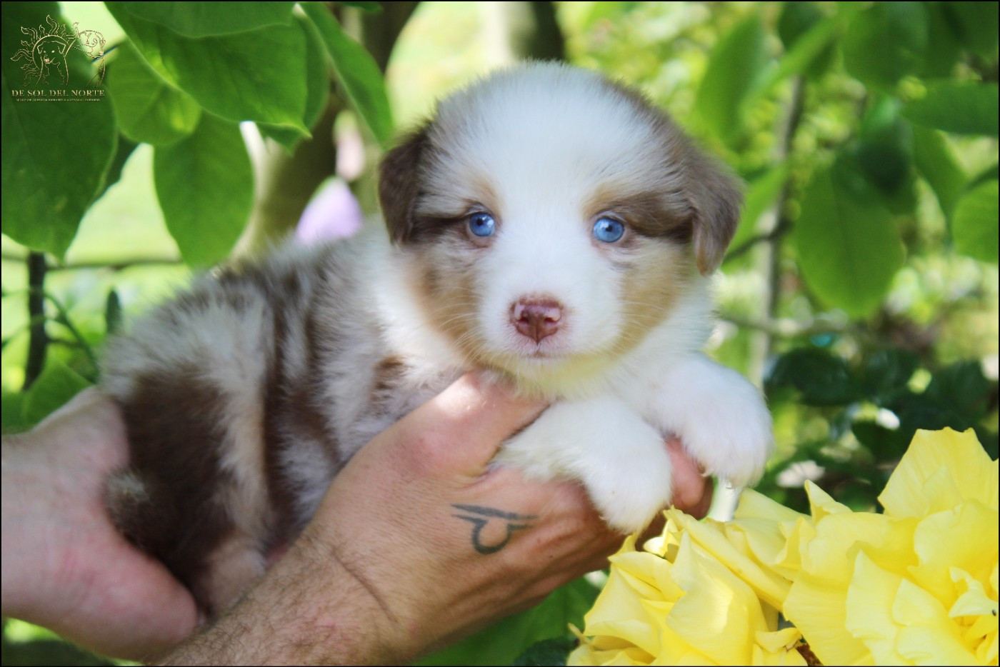 De Sol Del Norte - Chiots disponibles - Berger Australien
