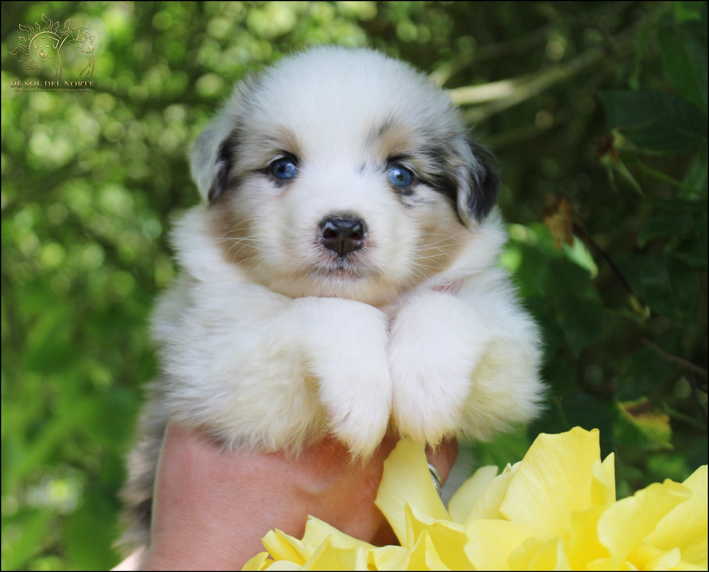 De Sol Del Norte - Chiots disponibles - Berger Australien