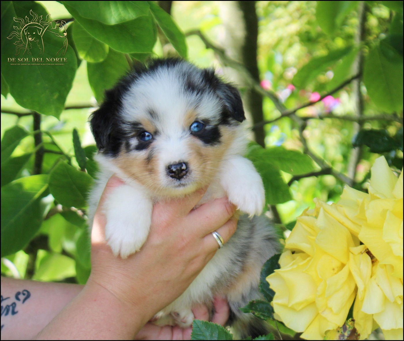 De Sol Del Norte - Chiots disponibles - Berger Australien
