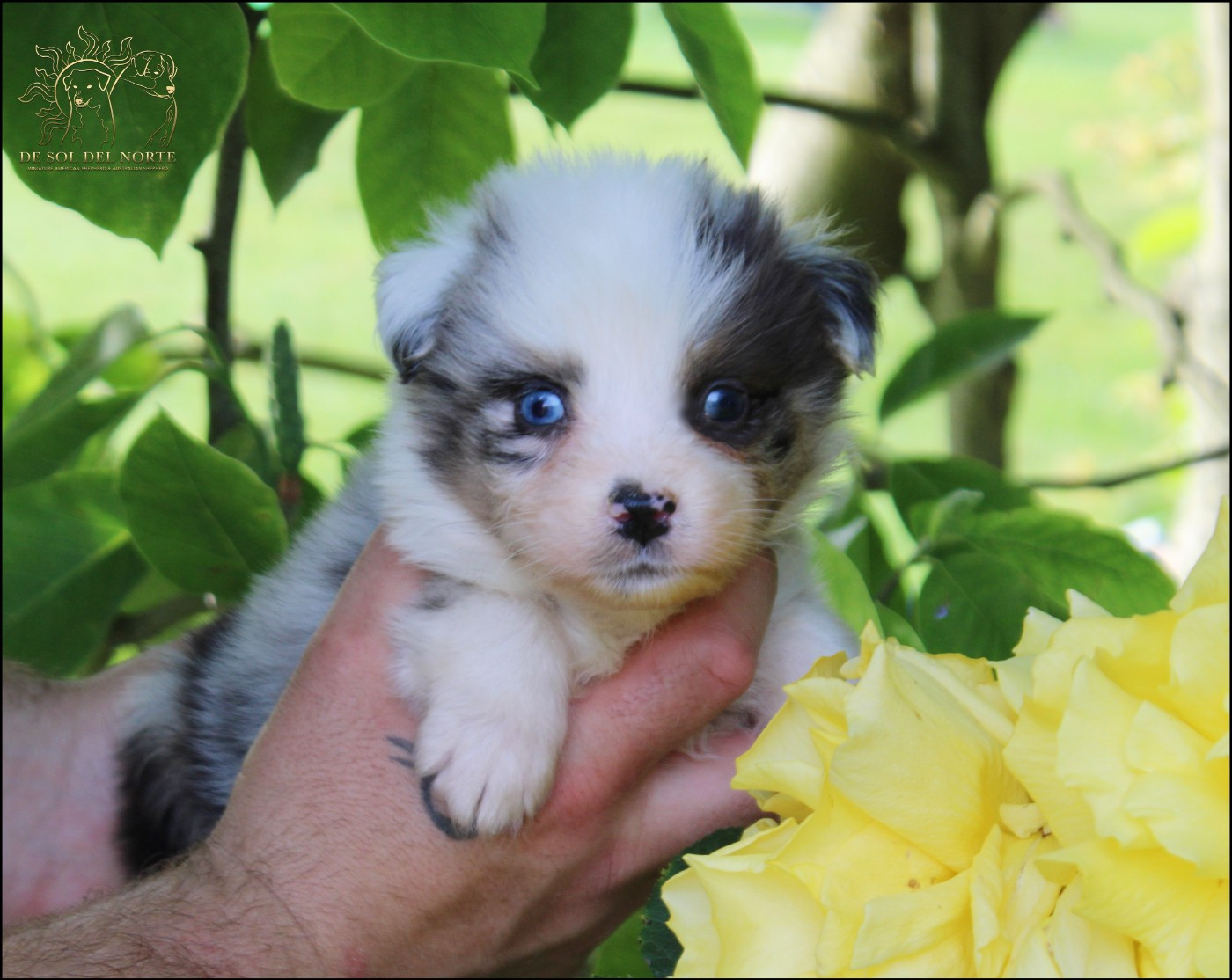 De Sol Del Norte - Chiots disponibles - Berger Australien