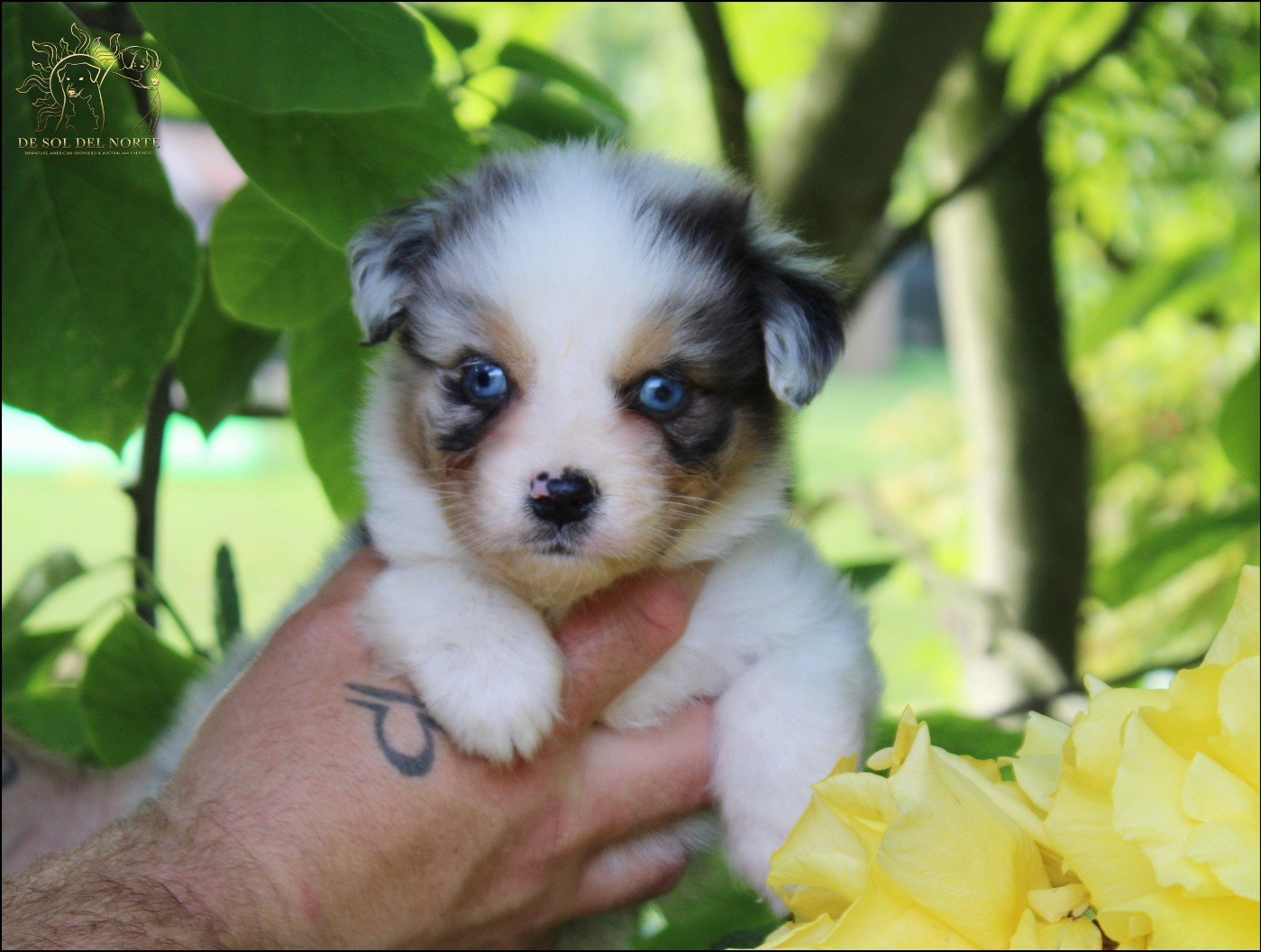 De Sol Del Norte - Chiots disponibles - Berger Australien