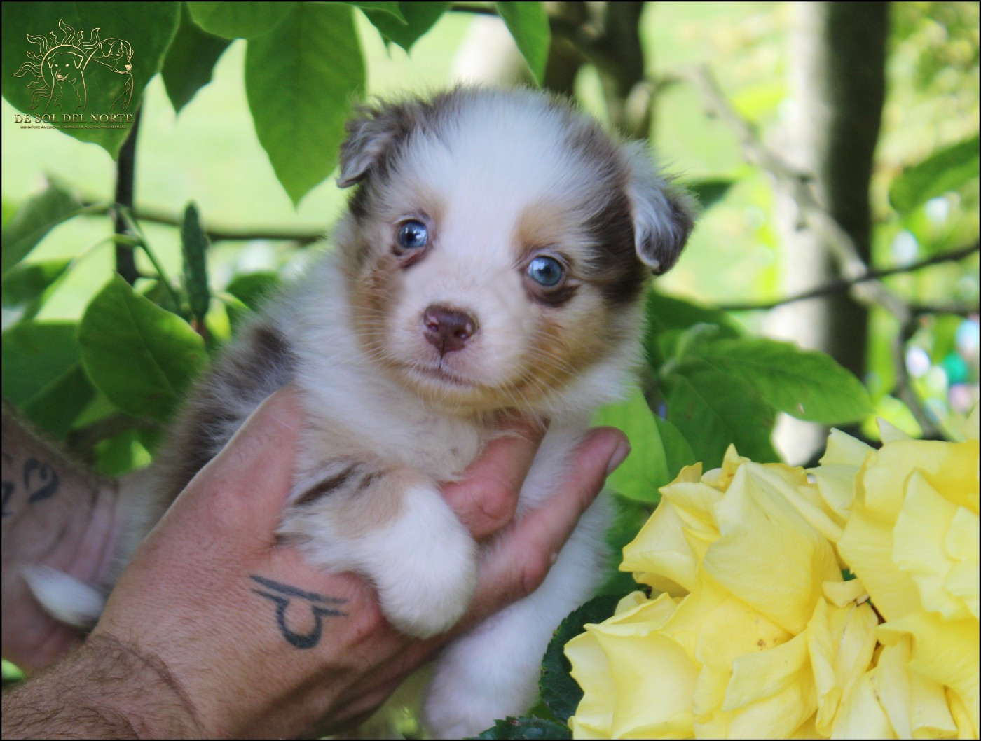 De Sol Del Norte - Chiots disponibles - Berger Australien