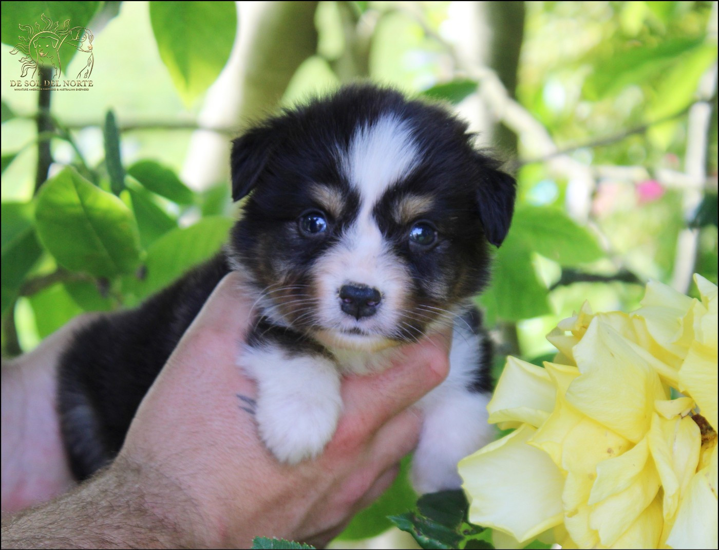 De Sol Del Norte - Chiots disponibles - Berger Australien